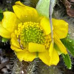 Ranunculus praemorsus
