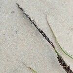 Carex flacca പുഷ്പം