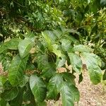 Harpullia arborea Leaf