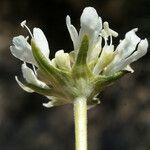 Lomelosia rutifolia 花