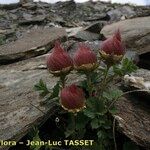 Geum reptans Habit