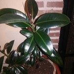 Ficus elastica Folha