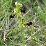 Ophrys × carquierannensis