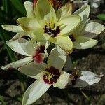 Ixia maculata Цветок