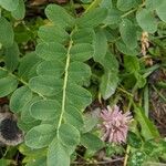 Hedysarum hedysaroides Hoja