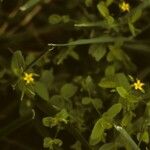 Hypericum mutilum Habit