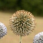 Echinops exaltatus花