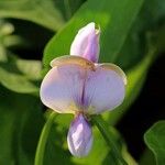 Vigna unguiculata Blüte