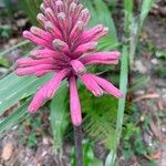 Veltheimia bracteata Λουλούδι