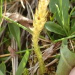 Selaginella selaginoides Folha