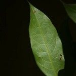 Licania granvillei Leaf