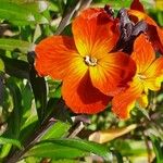 Erysimum virgatum Fula