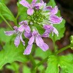 Cardamine chelidonia 花