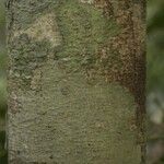 Licania parvifructa Cortiza