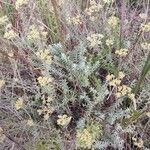 Helichrysum luzulifolium