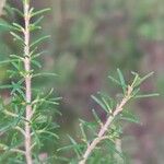 Erica australis Leaf