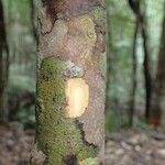 Macaranga corymbosa Corteza