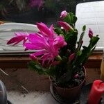 Schlumbergera truncataCvet