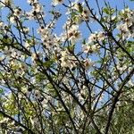 Prunus dulcis Lorea