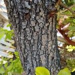 Quercus agrifolia Corteza