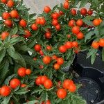 Solanum pseudocapsicum 果實