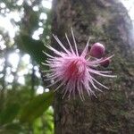 Syzygium cymosum Květ