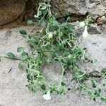 Antirrhinum molle Leaf