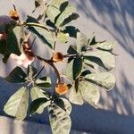 Handroanthus chrysotrichus Other