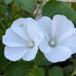 Malva trimestrisFlower