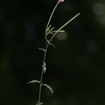 Epilobium lanceolatum Květ