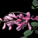 Indigofera amblyantha Цветок