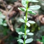 Galium rotundifoliumLeaf