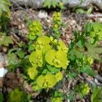 Euphorbia esula Φύλλο
