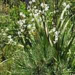 Watsonia borbonicaVirág