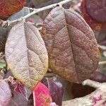 Loropetalum chinense Leaf