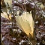 Mentzelia involucrata Flower