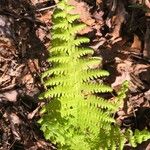 Thelypteris noveboracensis Blatt