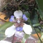 Neomarica northiana Flor