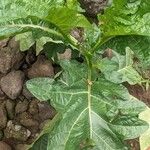 Solanum macrocarpon Blatt