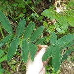 Abrus fruticulosus Leaf