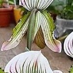 Paphiopedilum wardii Flower