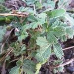 Potentilla neumanniana Folha