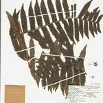 Cyathea surinamensis Лист