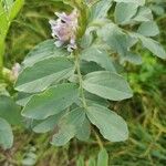 Vicia faba Blad