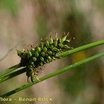 Carex hostiana फल