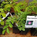 Rosa virginiana Hábito
