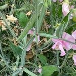 Lathyrus odoratusЦвят