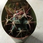 Ferocactus emoryiFolla