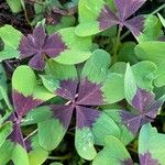 Oxalis tetraphylla Folio