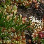 Saponaria lutea Hábito